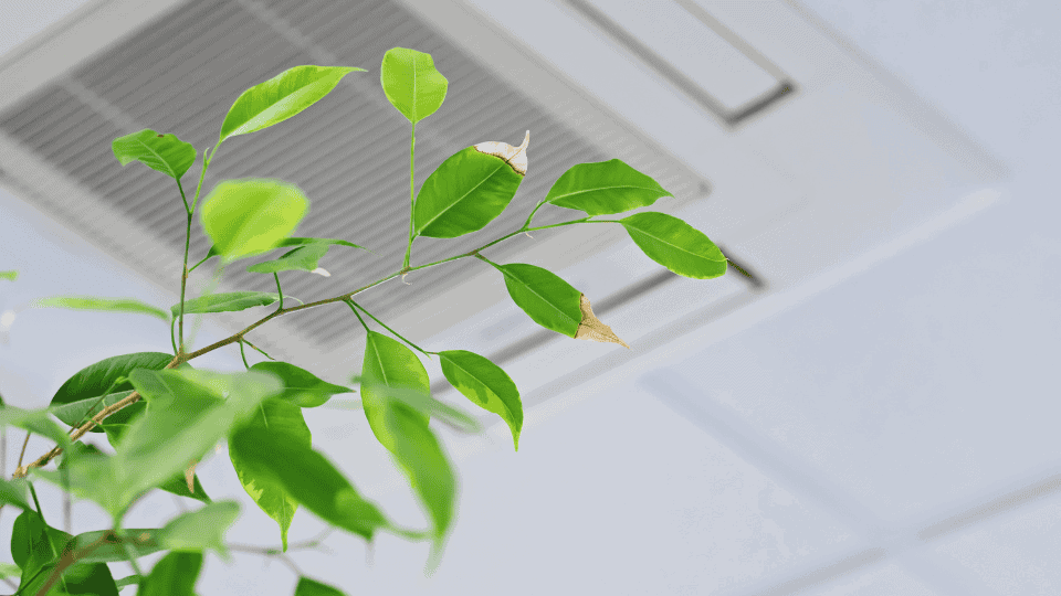 Indoor Air Quality Solutions